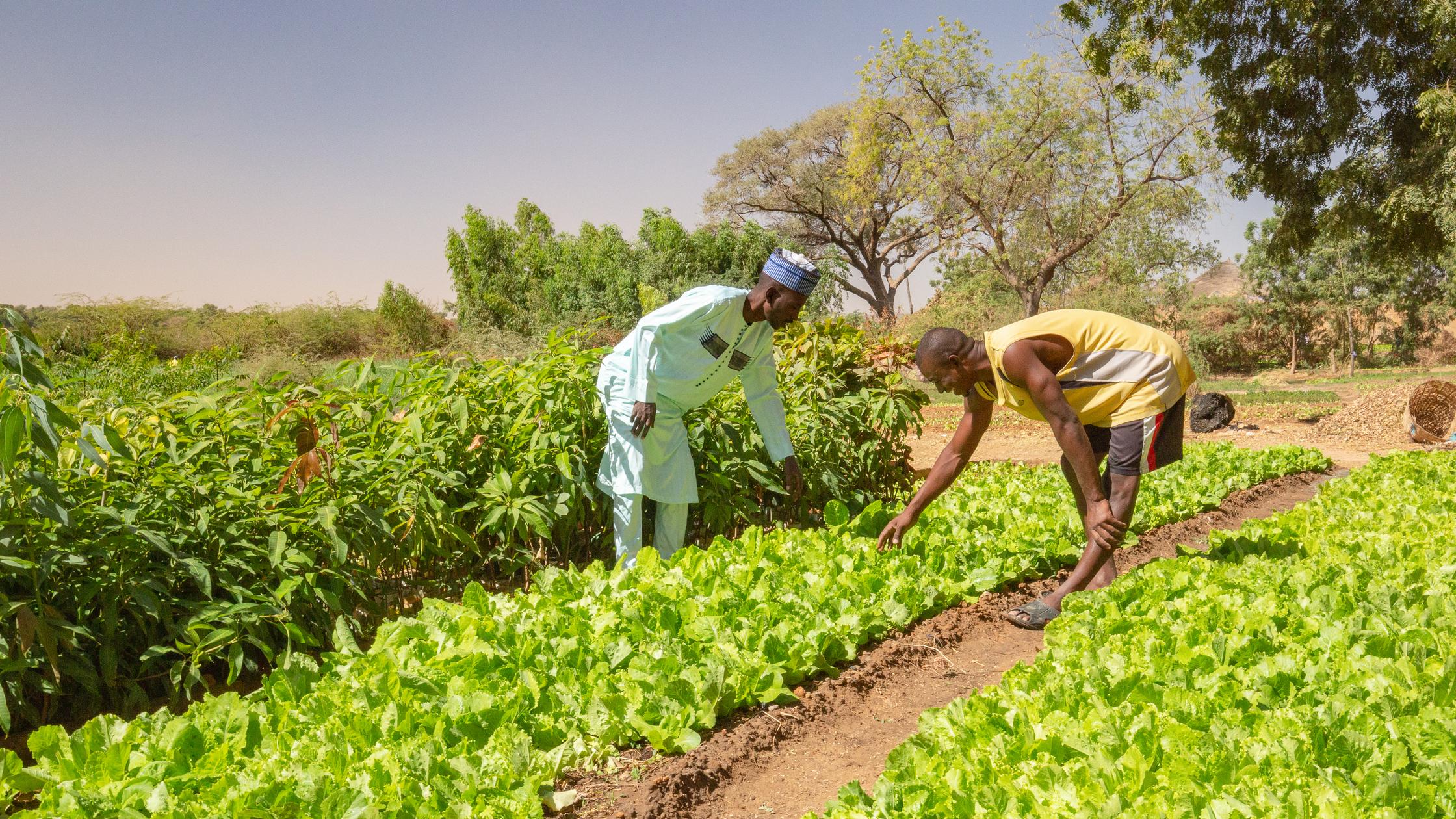 Two African men inspecting lettuce crops and a mango tree nursery on the fertile banks of the Niger river close to Niamey